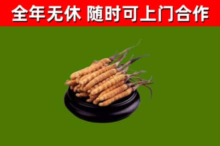 宝清烟酒回收冬虫夏草.jpg