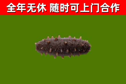 宝清烟酒回收干海参.jpg